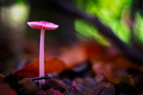 Herfst