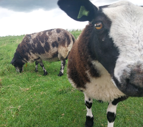 Bonte schapen in de schaapskooi. 
