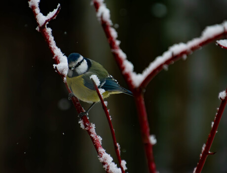 Pimpelmees in de winter