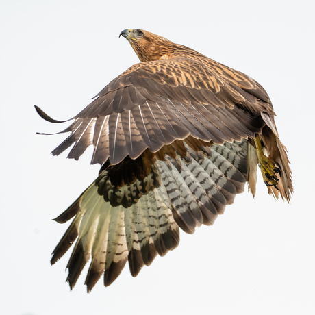 Buizerd @de valk roofvogels