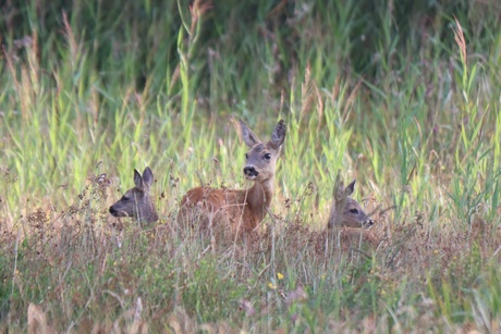 Moeder met tweeling.