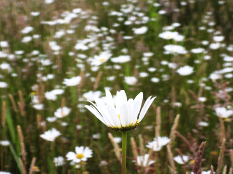 De Margriet