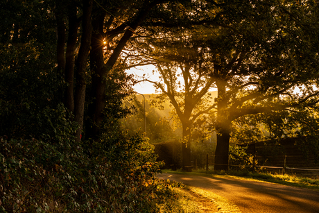 misty morning