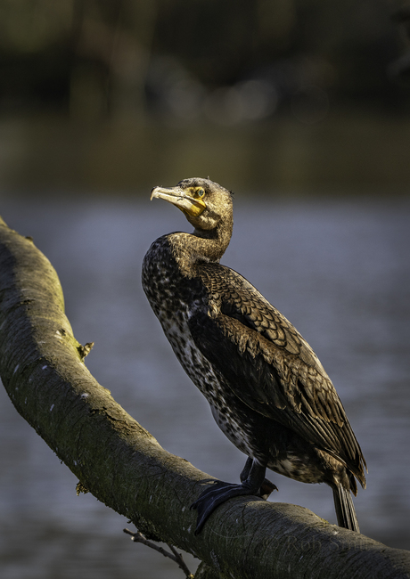 Een jonge Aalscholver