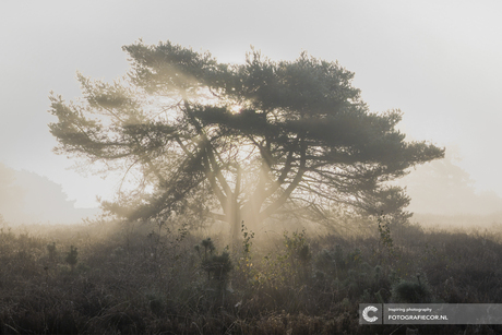 Zonneharpen heide op nevelige heide