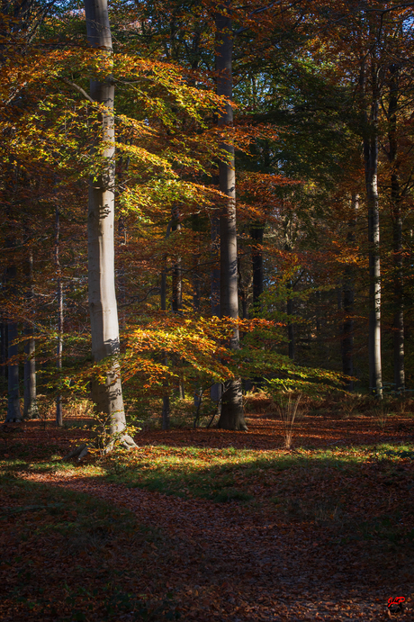 Een momentje in het Bos!