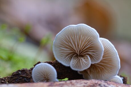 Miniatuur paddestoel