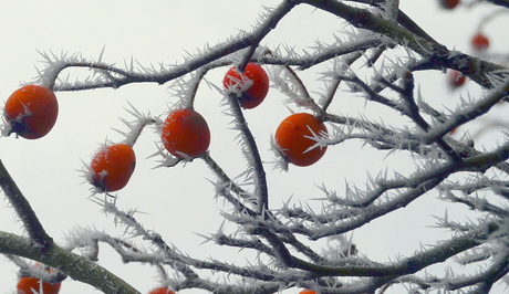 Winterse Rozenbottelstruik