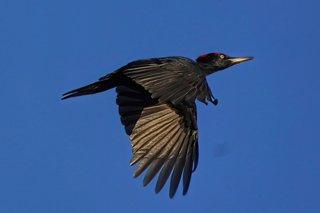 Zwarte specht in volle vlucht