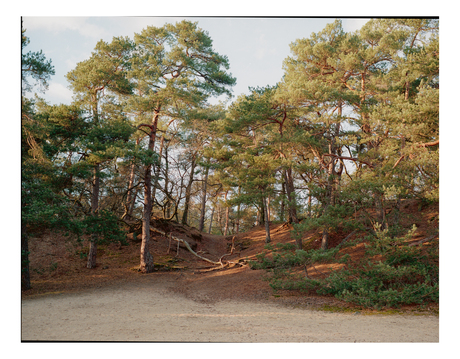 De Loonse en Drunense Duinen