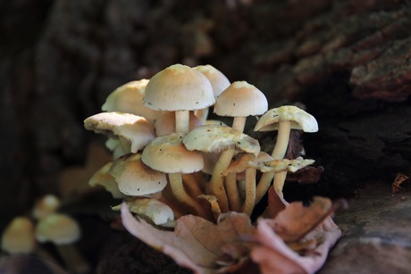 In het bos