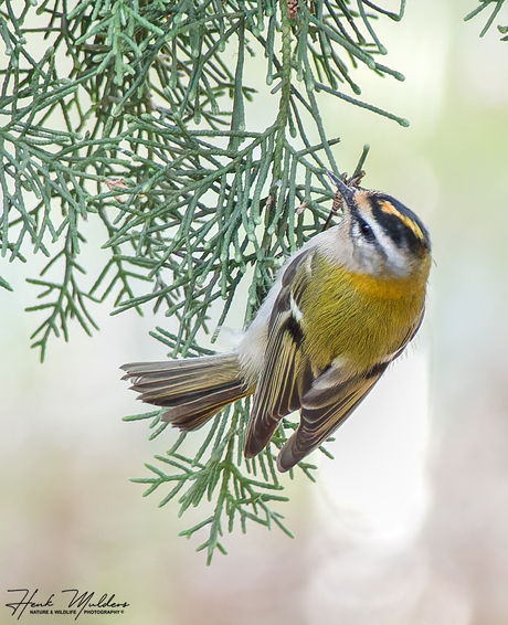 Vuurgoudhaan (Regulus ignicapilla)