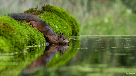 Eekhoorn glijd over het water 