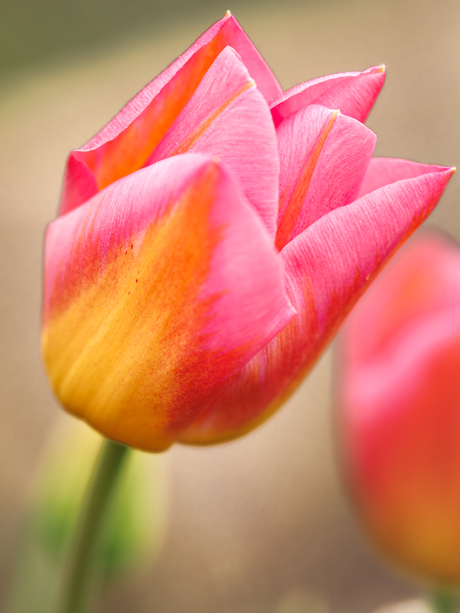 Tulp