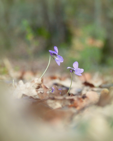 Voor hongerige hommels, bijen en vroege vlinders 