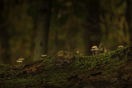 kleine paddenstoeltjes