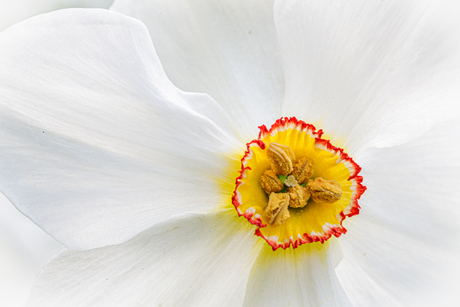 Bloemenhart