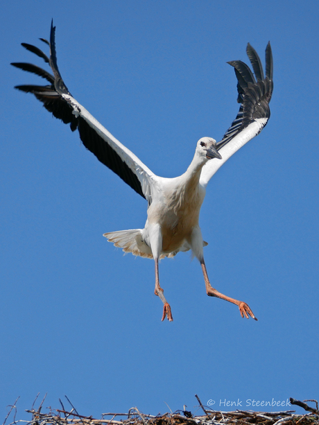 Hoogspringen op het nest