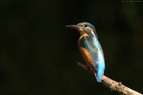 Kingfisher