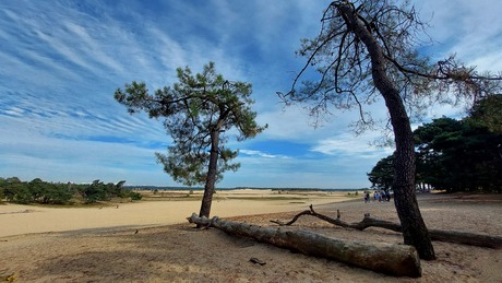 Loonse en Drunense duinen