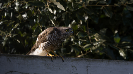 Klaar om op te stijgen