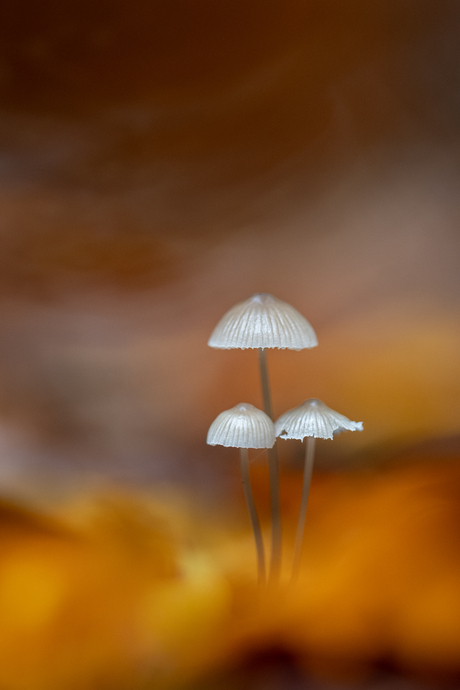 Met z'n drietjes