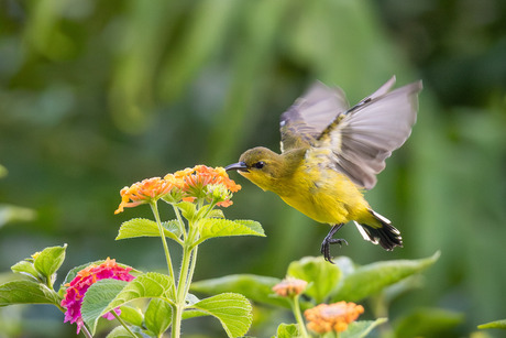 Vrouwtje van de Soendahoningzuiger in vlucht