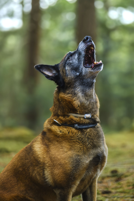 Utah huilt als een wolf