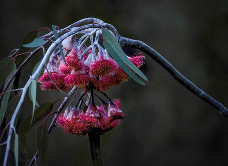 Flowering gum nuts