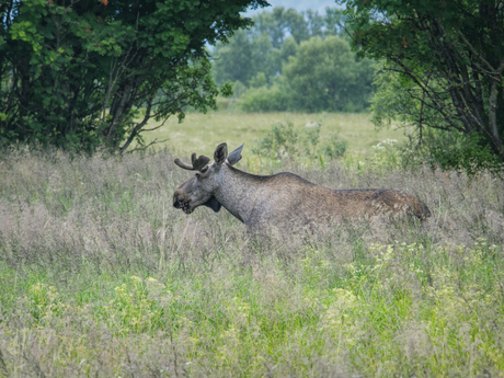 Eland