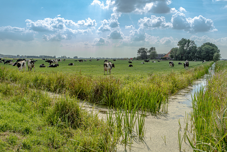 Fries landschap