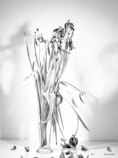 Nederland Tulpenland