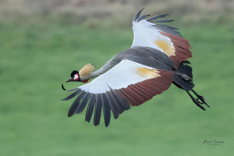 Grijz kroonkraanvogel-2