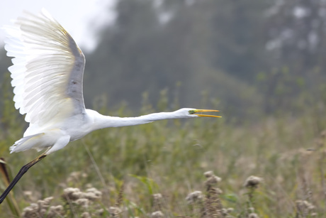 Zilverreiger