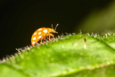 Meeldauwlieveheersbeestje