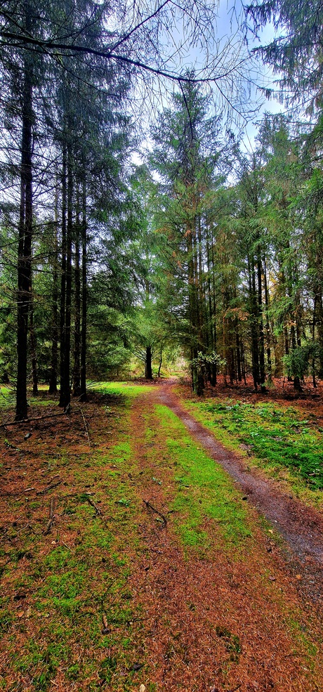 Een weg door het sprookjesbos 