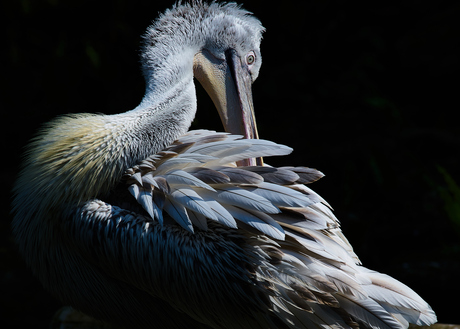 Een vogel