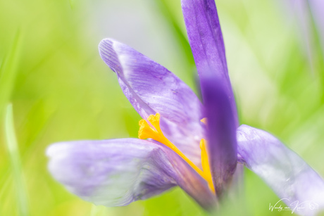 Bijna vergane glorie