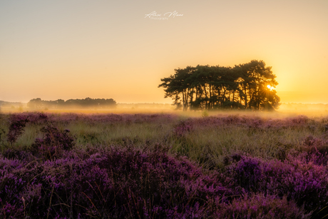 Regte heide