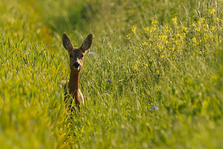 Ree in het hoge gras
