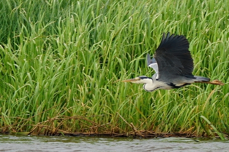 reiger