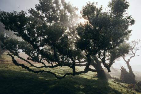 Fanal forest Madeira