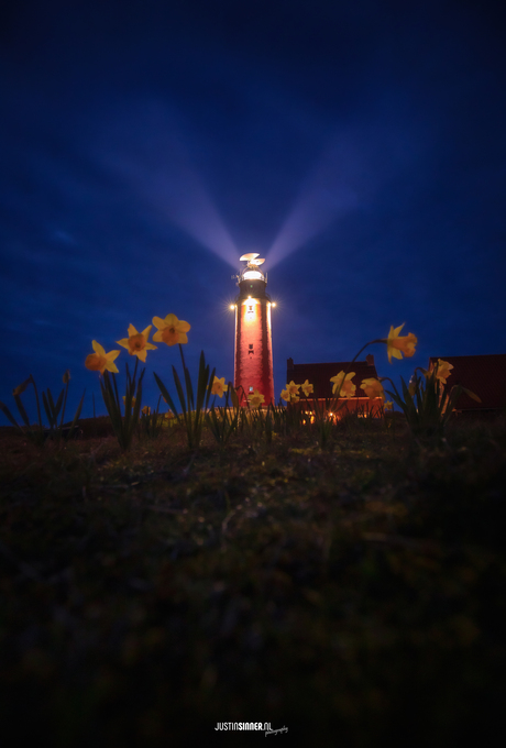 De Texelse vuurtoren en narcissen in het blauwe uurtje.