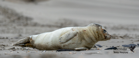 De gewone zeehond.