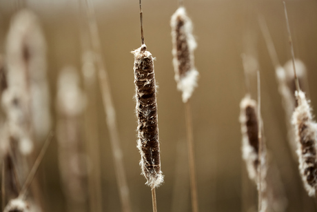 riet