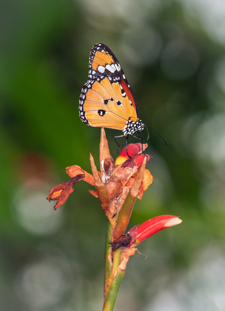De monarchvlinder