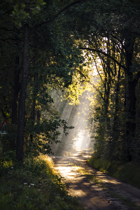 Verlicht bospad