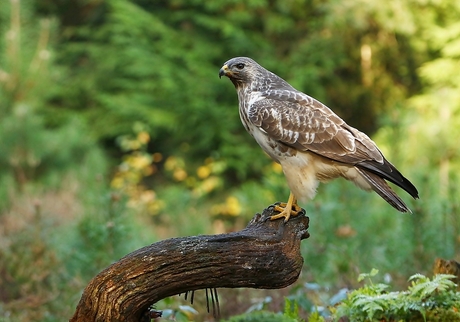 Buizerd