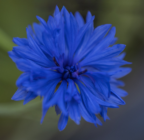 Korenbloem