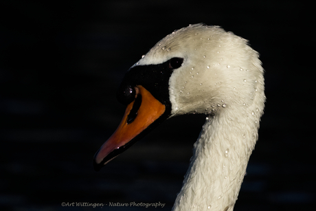 Knobbelzwaan in de spotlight